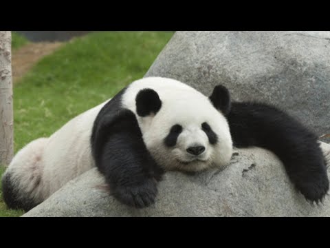 Top 10 Times Pandas Forgot How to Panda 🐼