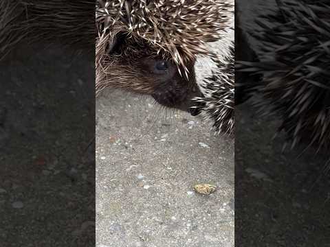 🦔Мама ёжик и малыш🦔🦔🦔