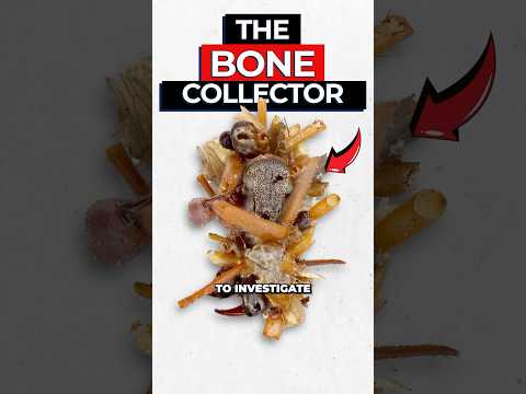 Scientists Discover Corpse Caterpillar Wearing the Bones of it's Enemies