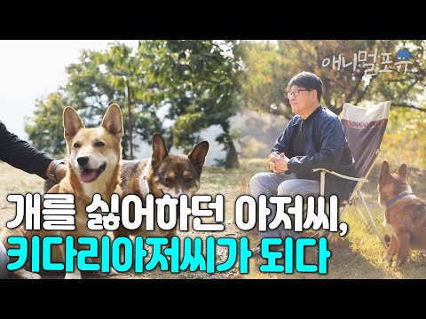 #동물극장단짝 I [풀버전] 개 냄새도 싫어했던 아저씨가 웰시코기 3마리에게 간택당한 사연?! I EP84화 I KBS 동물극장 단짝 231118 방송