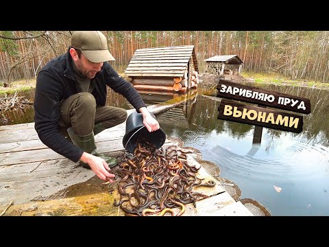 Сделал запруду. Поставил ловушки верши. Зарыблил пруд вьюнами.