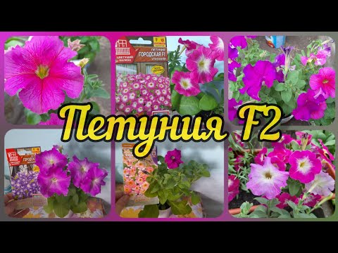 Петуния F2. Что выросло из семян взятых от гибридов петунии. Обзор петунии.