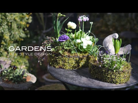 GARDENS - Two Spring Bulb Container Arrangements【GARDENS】