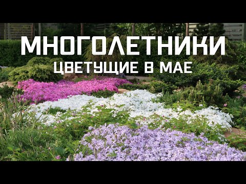 Garden arrangements of perennials. Perennials blooming in May.