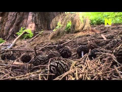 Невидимая природа. Сила растений. Серия 3