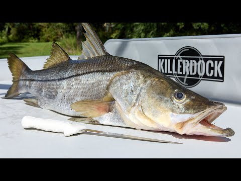 Why This Fish is ILLEGAL to Buy and Sell