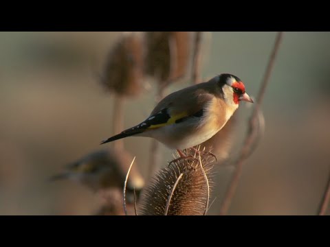 These birds love standing on needles!