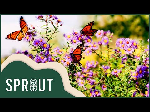 Creating Butterfly Corridors | Sprout's Eco Restoration