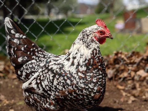 Guide for New Chicken Owners: Care Tips and Hacks