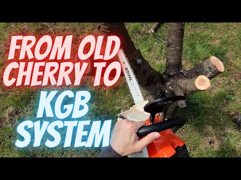 How to prune 30 years old cherry back to KGB system Part 1