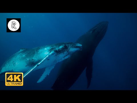 10 Hours Underwater 4K Whales footage +Music | "Giants of the Sea" Ambient Nature Film - Sleep & Spa