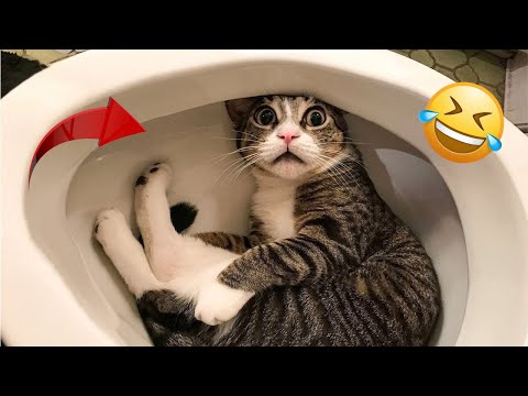 Top Funniest Cats of 2025 😹 You Won’t Stop Laughing!😂