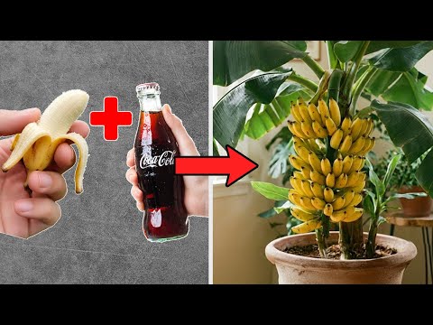 СЕКРЕТНЫЙ СПОСОБ размножения бананов с Coca-Cola! МЕГА-быстрый рост гарантирован