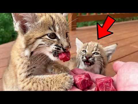 This Bobcat Kit Freaks Out When Another Kitten Gets the Treats from His Favorite Human!
