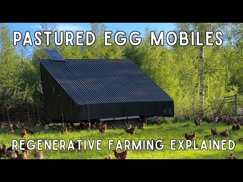 Regenerative Farming Explained: Pastured Egg Mobiles