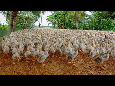 Duck | Nuôi vịt Từ Nhỏ đến đẻ Trứng | Vòng Đời Của Vịt Đẻ chạy Đồng .Thanh Hoai KG