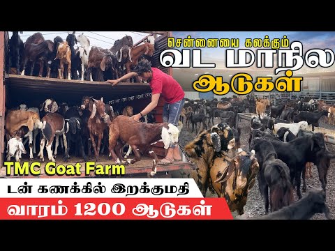 டன் கணக்கில் வட மாநில ஆடுகள் இறக்குமதி  | உயிர் எடையில் விற்பனை | வாரம் 1200 ஆடுகள்  #TheMeatChop
