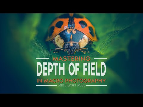 Master Depth of Field in Macro Photography: Ultimate Guide for Sharp Focus