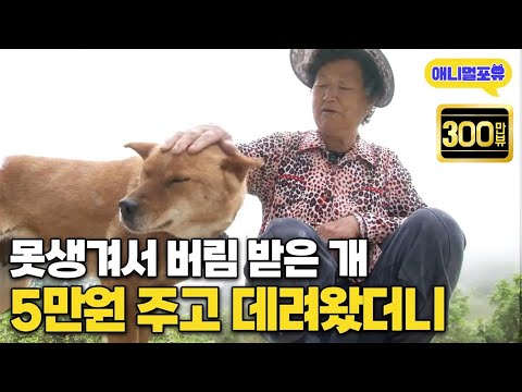 A dog grandma brought home for just 30$… Turns out, it's a genius dog!