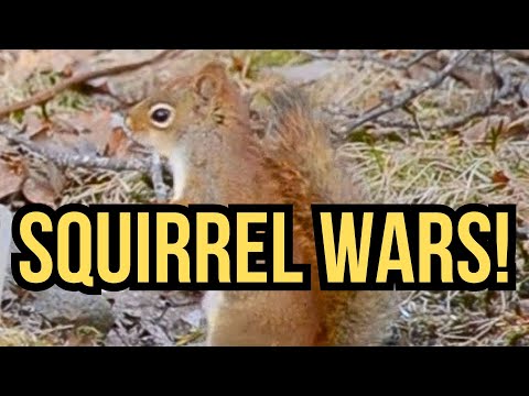 Decoding Squirrel Behavior: Territorial vs. Social