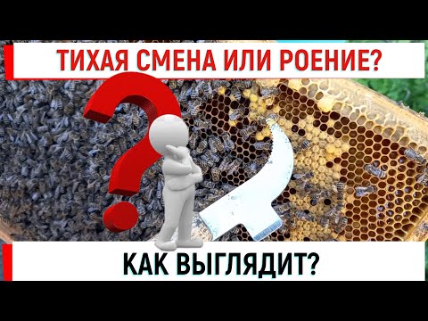 Тихая смена или роение? Как выглядят маточники.