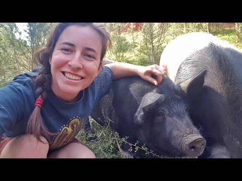 Raising Happy and Healthy Pigs on the Homestead: Our Ultimate Guide for Australia - 1 Month to Go