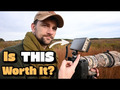 Why I use an External Monitor for Bird and Wildlife Photography