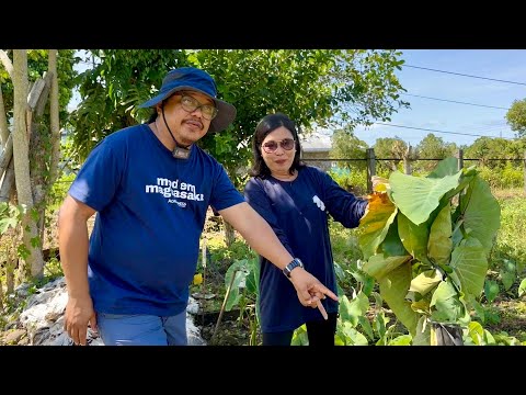 KIKITA ng 1.3 MILLION sa Simpleng TARO, Kahit Saan Tutubo, Minimal na Alaga, Wala halos Gastos