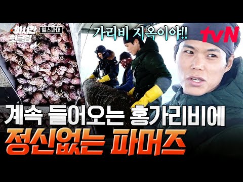 [#헬스파머] 다 끝난 줄 알았지?😏 끝난 듯 끝이 없는 홍가리비 조업에 점점 영혼 가출하는 파머즈ㅋㅋㅋ