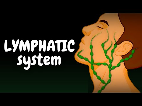 How the Lymphatic System Works (Fluid Balance, Vessels & Immune Organs)