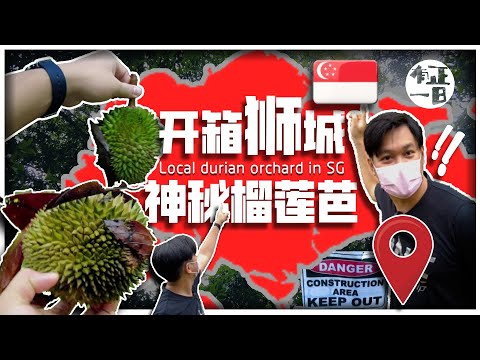 開箱新加坡神秘榴蓮園...Durians grow in Singapore, should keep a lookout in case one falls on you！