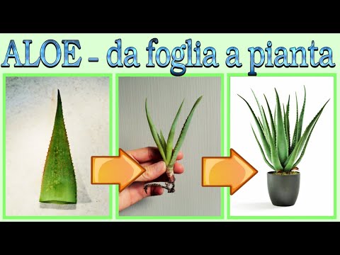 eccezionale metodo per riprodurre l ALOE, riprodurre l' aloe utilizzando solo una foglia, senza semi