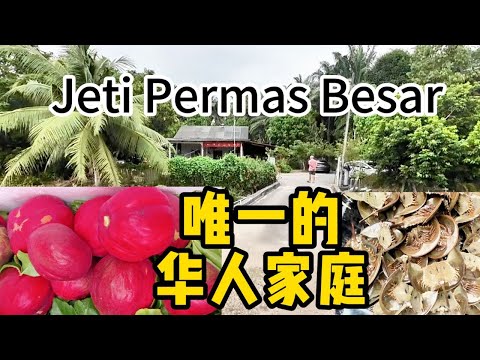 Kukup4公里前右转的一些小发现 / #治甜尿病的皇冠果 / Buah Mahkota Dewa / 废置的渔船 / 不远处的Pulau Kukup / 一大堆的BELANGAS