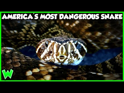 The Deadly Secret of the World's Largest Rattlesnake