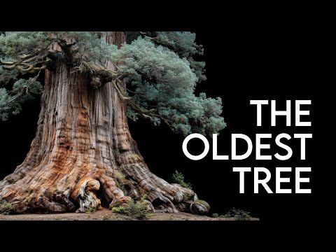 What Trees Know That We’ve Forgotten