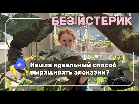 Выращиваю алоказии без истерик