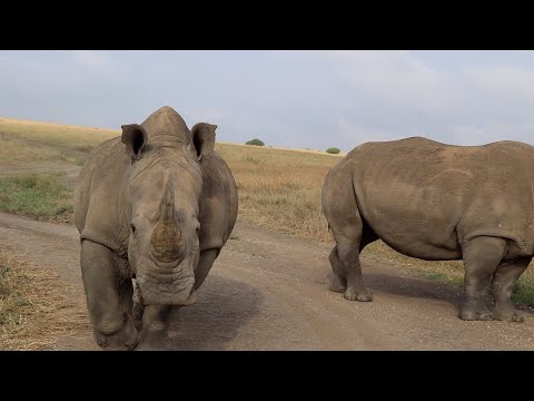 When a rhino bull wants to take a closer look at you