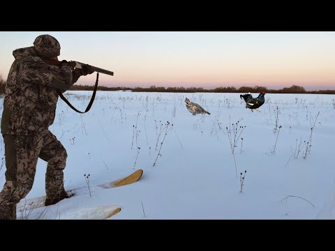 Охота на Лунках!!! Тетерева и Рябчики Сидят под Снегом. Вылетел и Сел  Рядом.