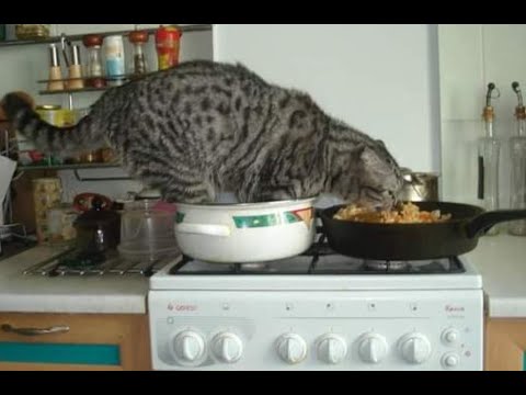 😺 Cheeky cats! 🐈 Compilation of funny videos of cats, kittens and dogs! 😻