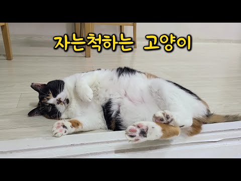 a cat that pretends to sleep in shame after being rejected
