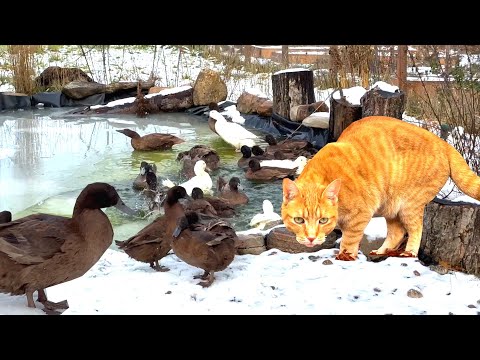Ducks Break the Ice, Cats Run the Farm, Winter Prep- Small Farm Life in Canada