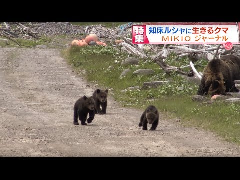 【MIKIOジャーナル】《４Ｋ》知床ルシャに生きるクマ