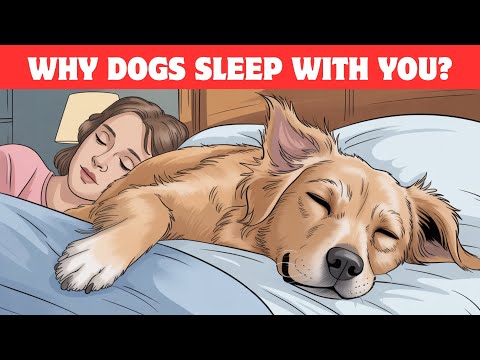7 Reasons Why Your Dog SLEEPS With You Every Night