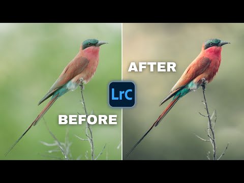 Wildlife Photo Editing with New Lightroom Tricks