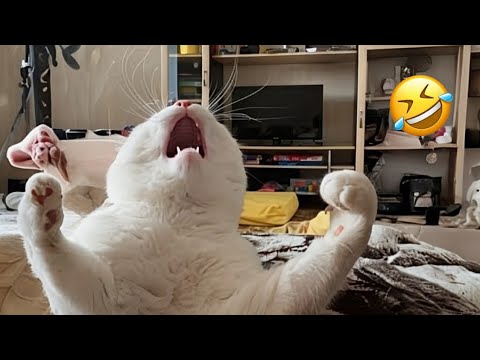 The Most DRAMATIC Cats Ever 😂 Funny Cat Videos 2025