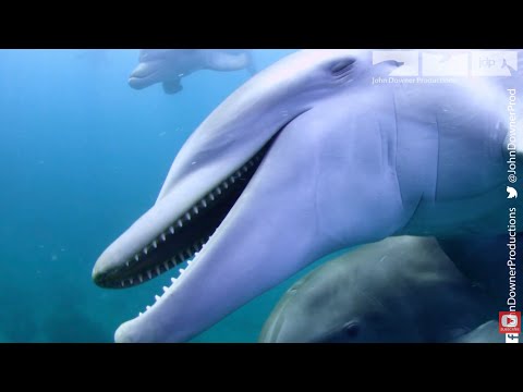 Dolphins On Drugs - Pass The Puffer!