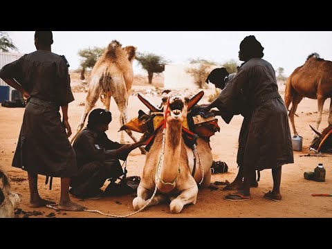 Méharistes, les sentinelles du Sahel | Mauritanie
