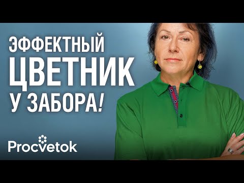 WHAT TO PLANT ALONG THE FENCE? TOP 10 spectacular plants that will instantly transform any fence