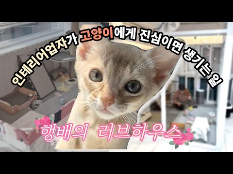 인테리어 업자가 만든 고양이 러브하우스💕 (고양이 인테리어, 캣룸, 유리방 공개)