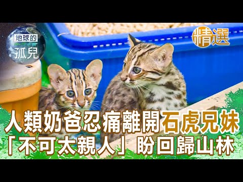 人類奶爸24hr照護石虎兄妹 忍痛離開「不可太親人」盼回歸山林 Life and Death of Taiwan Leopard Cat @1001taiwanstories